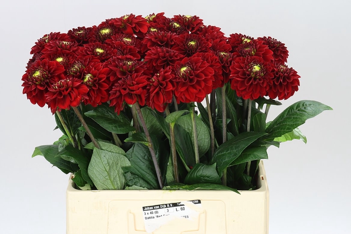 <h4>Dahlia Red Fox Ex</h4>