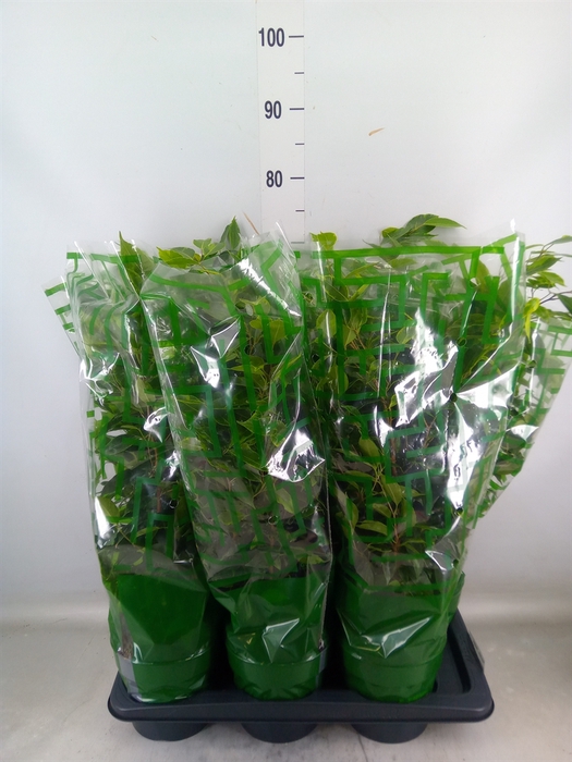 <h4>Ficus benja. 'Anastasia'</h4>
