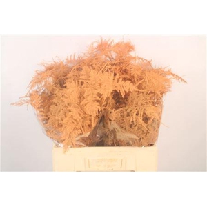 Asp Middel Getopt Salmon