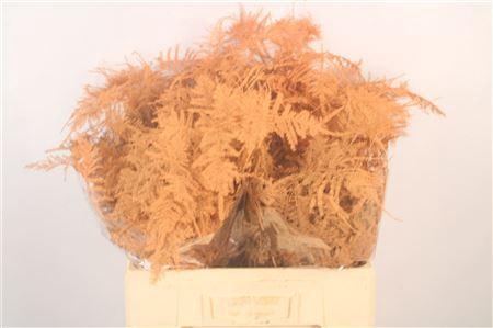 <h4>Asp Middel Getopt Salmon</h4>