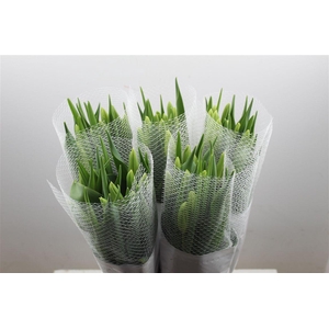 Tu Fr En Maureen Super