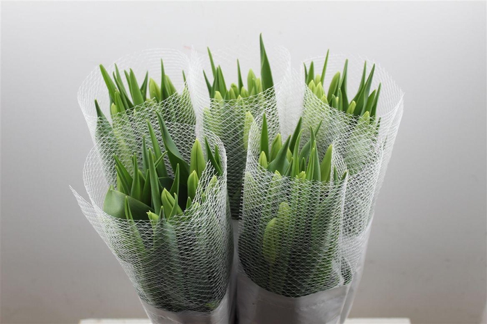 <h4>Tu Fr En Maureen Super</h4>