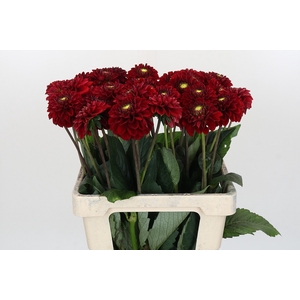 Dahlia Red Fox
