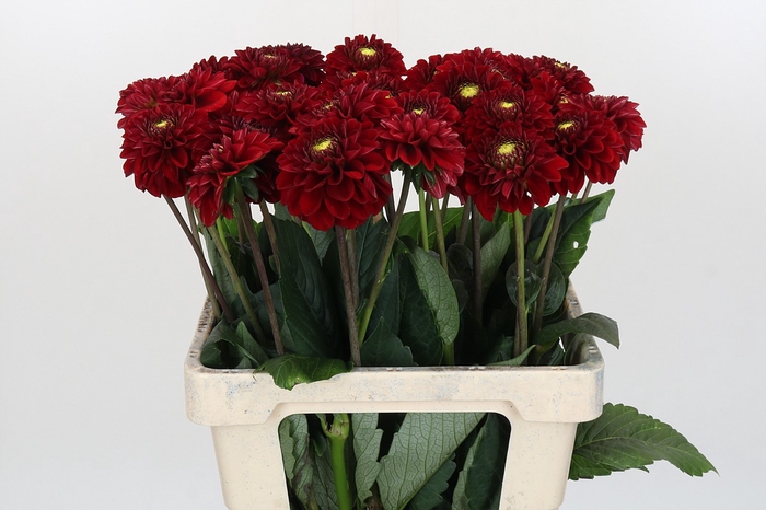 <h4>Dahlia Red Fox</h4>