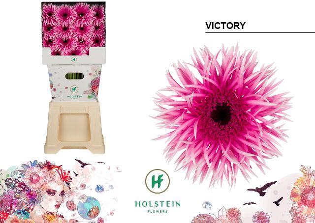 <h4>Gerbera Spider Victory Diamond</h4>