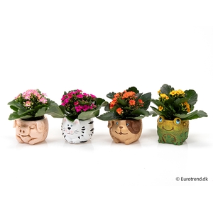 KALANCHOE BLOSSF p6 E 2938