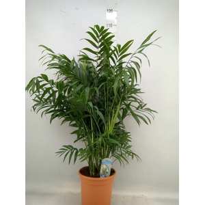 Chamaedorea elegans