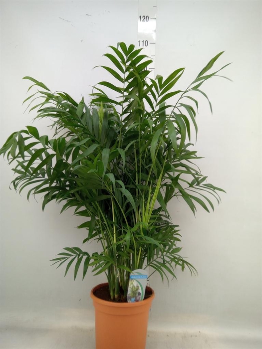 <h4>Chamaedorea elegans</h4>