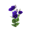 LISIANTHUS ECHO BLUE 070 CM MIN 500 GRAMAS ROXO
