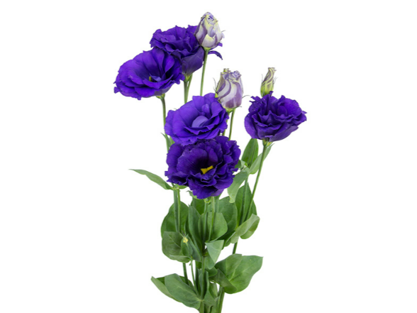 LISIANTHUS ECHO BLUE 070 CM MIN 500 GRAMAS ROXO