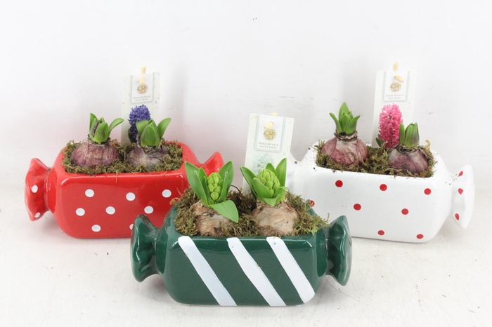 <h4>arr4 Hyacint FL - Ker. candy mix</h4>