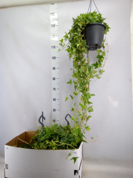 <h4>Hedera helix 'Mona Lisa'</h4>