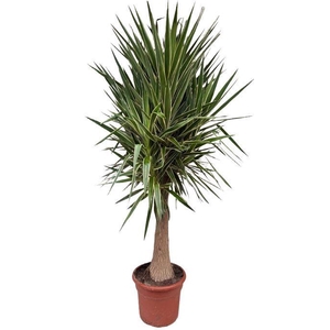 Yucca elephantipes puck P45