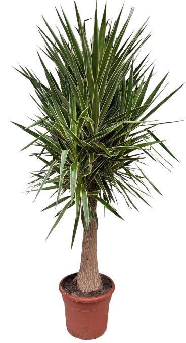 <h4>Yucca elephantipes puck P45</h4>