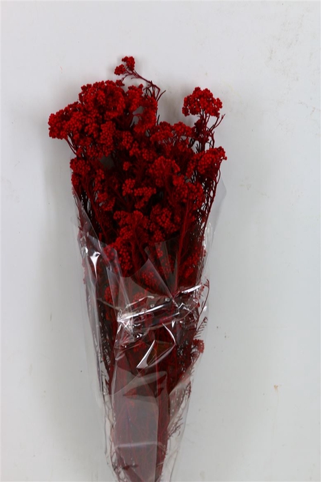 Pres Rice Flowers D. Red Bunch