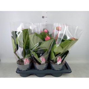 Medinilla magn. 'Flamenco'