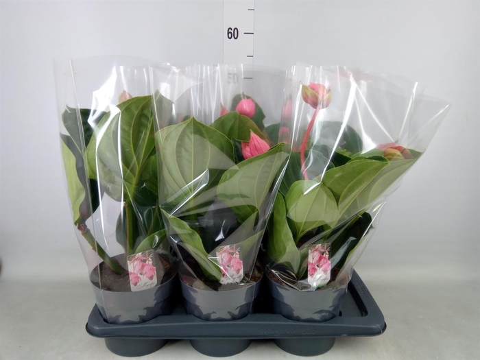 <h4>Medinilla magn. 'Flamenco'</h4>