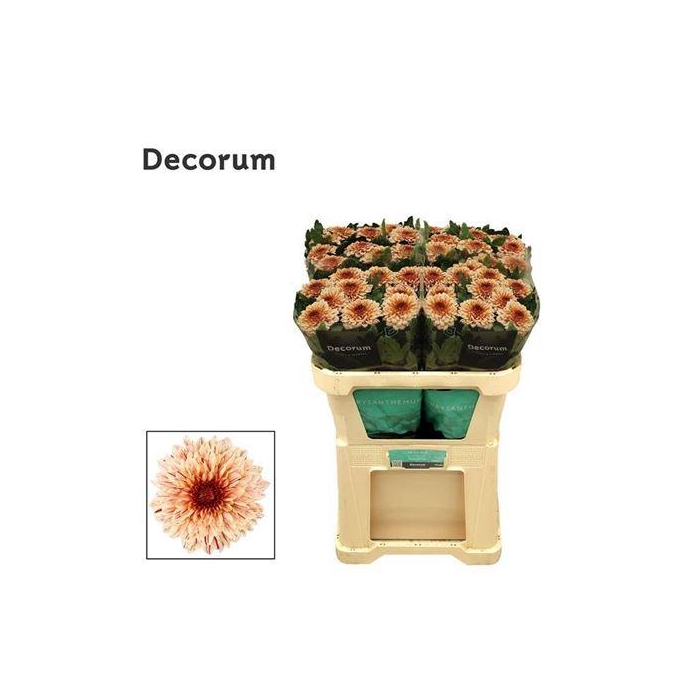 <h4>Chr G Pip Salmon</h4>