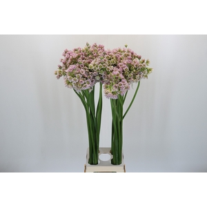 Allium Rosy Bells