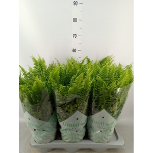 Nephrolepis exal. 'Green Moment'