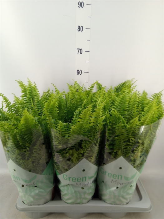 <h4>Nephrolepis exal. 'Green Moment'</h4>