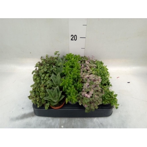 Planten  ..mix