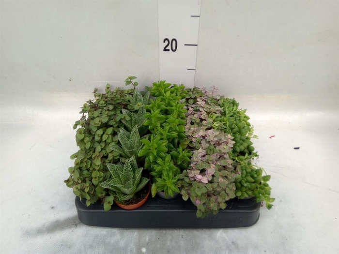 <h4>Planten ..mix</h4>
