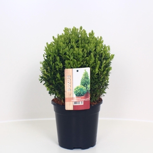 Buxus overig