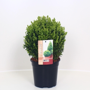Buxus sempervirens