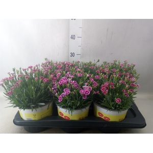 Dianthus allw. 'Lucky Lips Lara'
