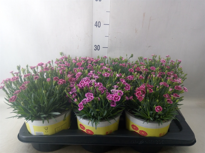 <h4>Dianthus allw. 'Lucky Lips Lara'</h4>