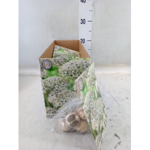 Allium   ...flowerbulbs