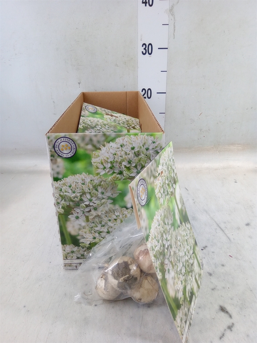 <h4>Allium   ...flowerbulbs</h4>