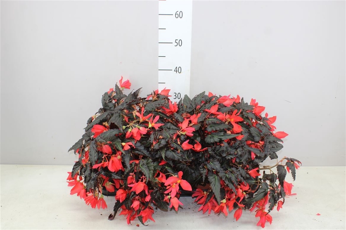 <h4>Begonia Waterfall Red</h4>