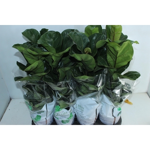 FICUS LYRATA BAMBINO P15 COMPACTO