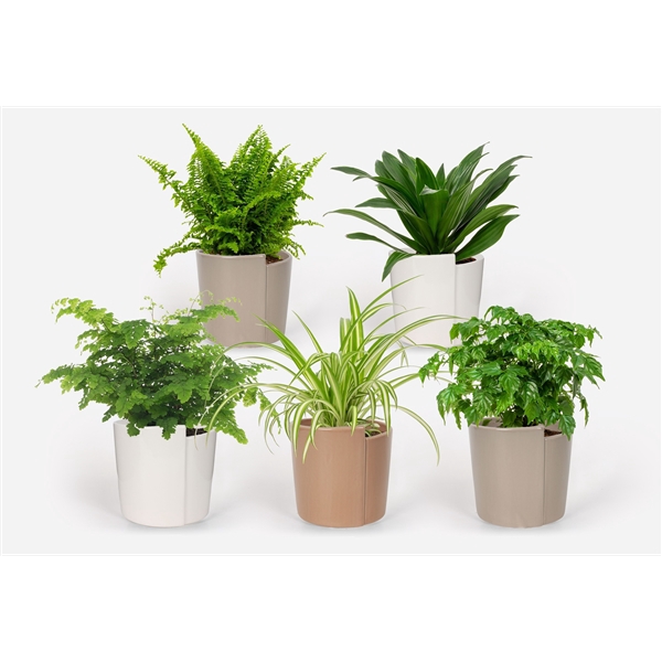 <h4>2025 - Groen Mix 12cm - Classic - Belenois</h4>