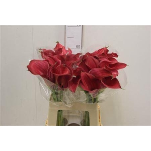CALLA 'CAPTAIN ROMANCE'