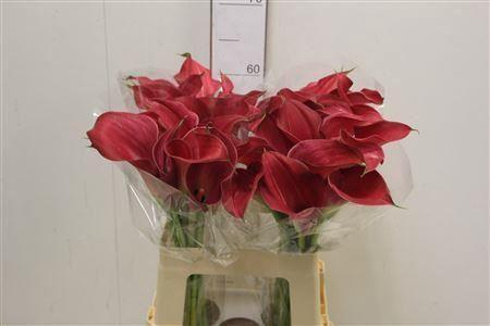 <h4>CALLA 'CAPTAIN ROMANCE'</h4>