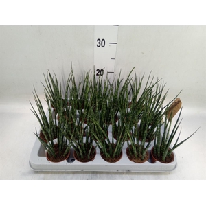 Sansevieria  'Fernwood'