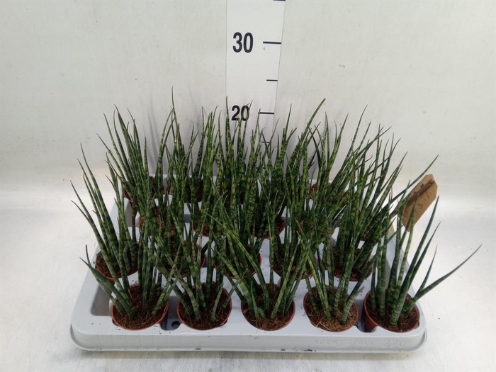 <h4>Sansevieria  'Fernwood'</h4>