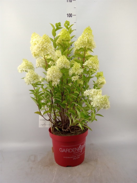 <h4>Hydrangea pan.</h4>