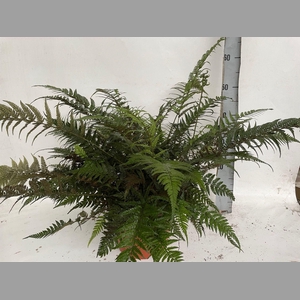 ATHYRIUM OV