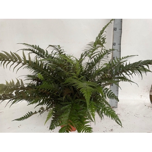 ATHYRIUM OV