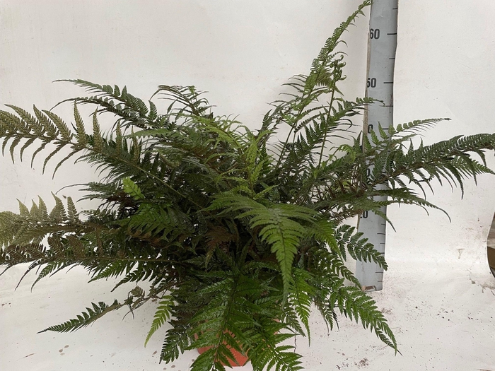 <h4>ATHYRIUM OV</h4>