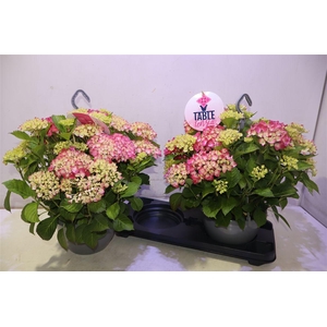 arr8 Hydr M Table-tensia
