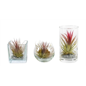 Arrangementen Tillandsia 6%