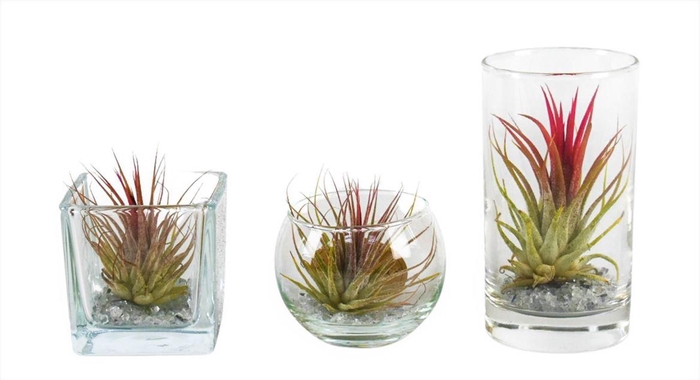<h4>Arrangementen Tillandsia 6%</h4>