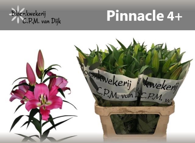 LI OT PINNACLE