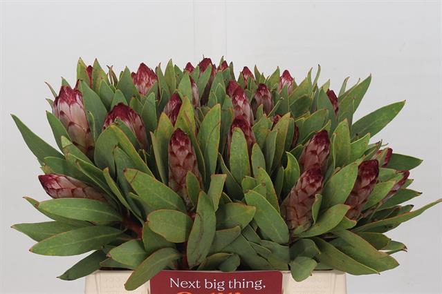 <h4>PROTEA ROBIJN</h4>