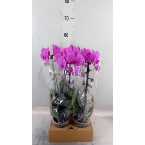 Phalaenopsis  'Elegant Cascade'